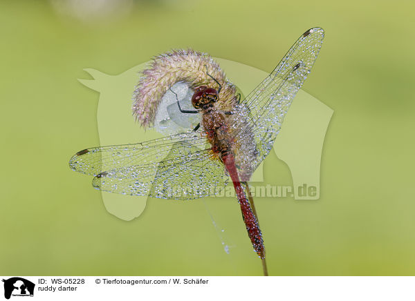 Blutrote Heidelibelle / ruddy darter / WS-05228