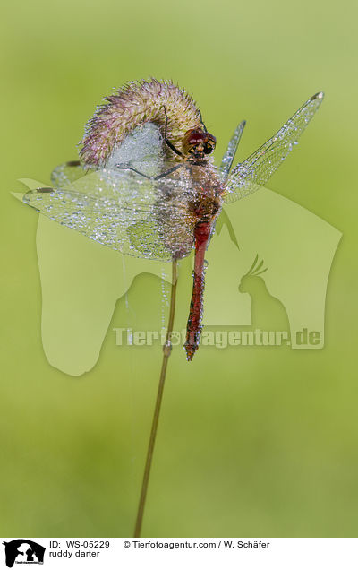 Blutrote Heidelibelle / ruddy darter / WS-05229