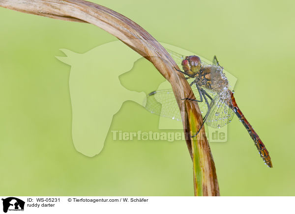 Blutrote Heidelibelle / ruddy darter / WS-05231