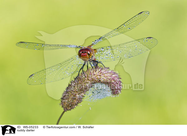 Blutrote Heidelibelle / ruddy darter / WS-05233