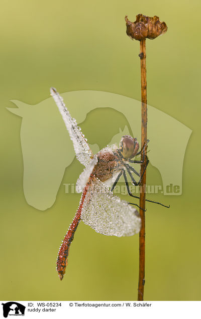 Blutrote Heidelibelle / ruddy darter / WS-05234