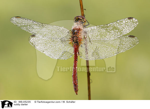 Blutrote Heidelibelle / ruddy darter / WS-05235