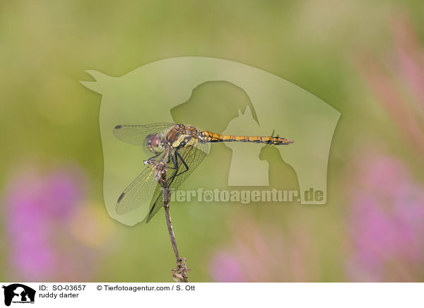 Blutrote Heidelibelle / ruddy darter / SO-03657