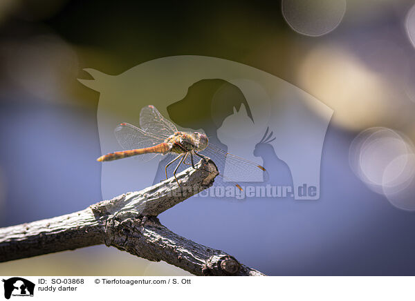 Blutrote Heidelibelle / ruddy darter / SO-03868