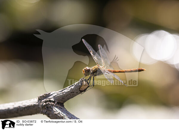 ruddy darter / SO-03872