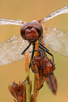 ruddy darter dragonfly