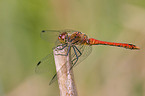 ruddy darter