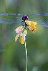 ruddy darter