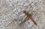 ruddy darter