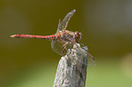 ruddy darter