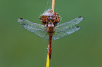 ruddy darter