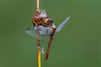 ruddy darter