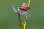 ruddy darter