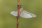 ruddy darter