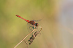 sitting Ruddy Darter