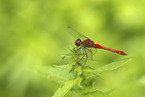 ruddy darter