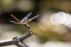 ruddy darter