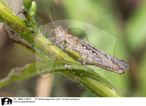 Rote Keulenschrecke / rufous grasshopper / MBS-14973