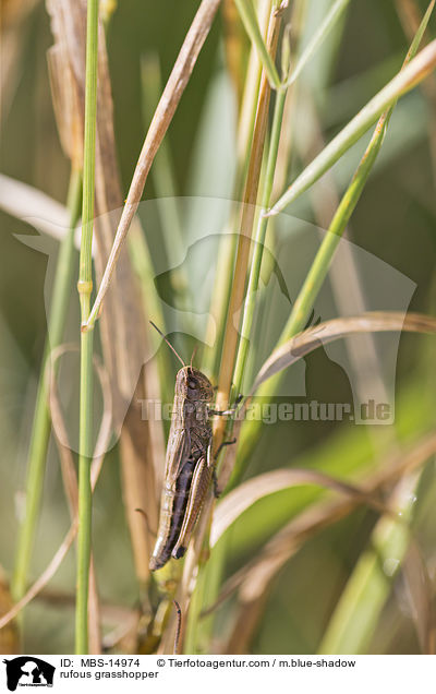 rufous grasshopper / MBS-14974