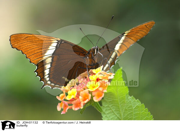 butterfly / JOH-01132