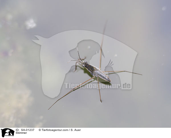 Wasserl�ufer / Skimmer / SA-01237