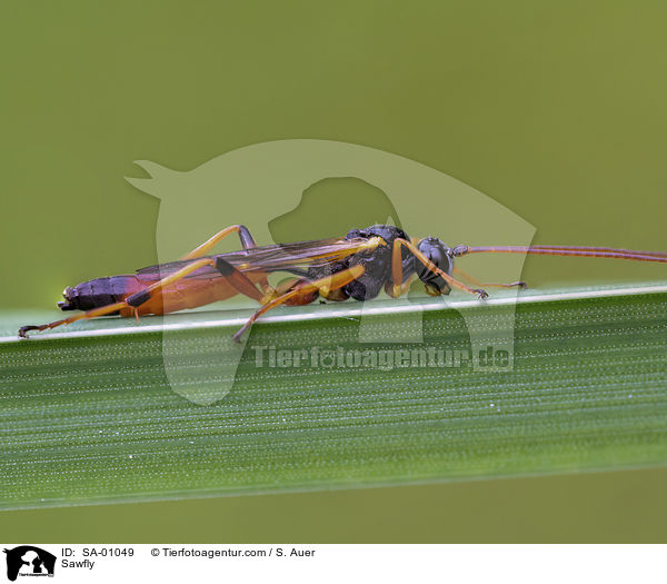 Blattwespe / Sawfly / SA-01049
