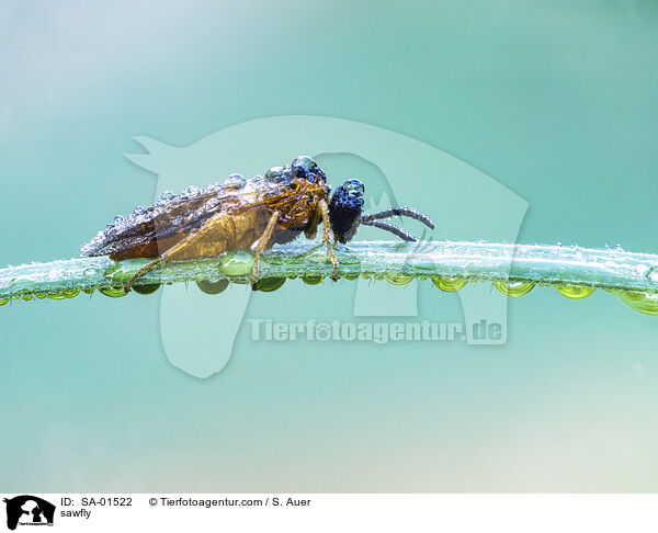 Echte Blattwespe / sawfly / SA-01522