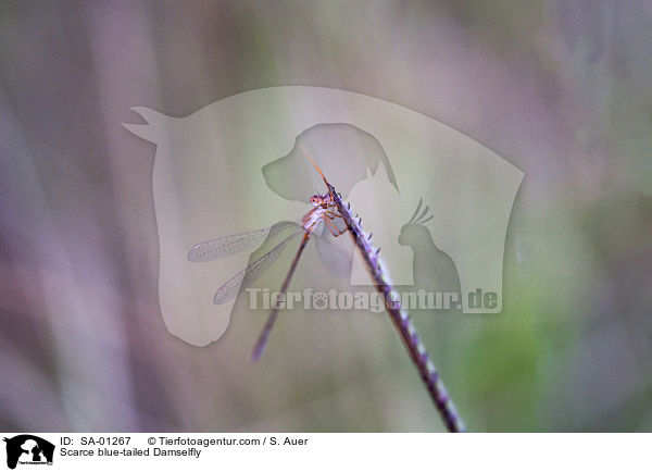 Scarce blue-tailed Damselfly / SA-01267