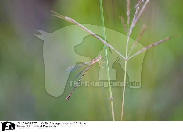 Scarce blue-tailed Damselfly / SA-01277