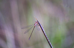 Scarce blue-tailed Damselfly