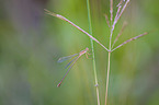 Scarce blue-tailed Damselfly