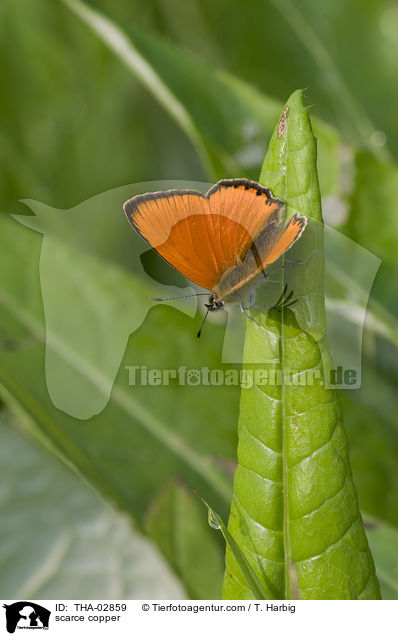 Dukatenfalter / scarce copper / THA-02859