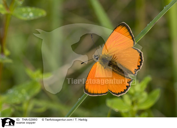 scarce copper / THA-02860