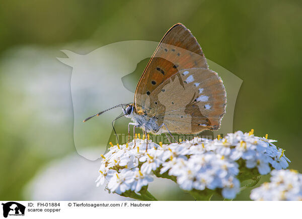 scarce copper / FH-01884