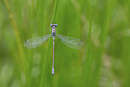 emerald spreadwing