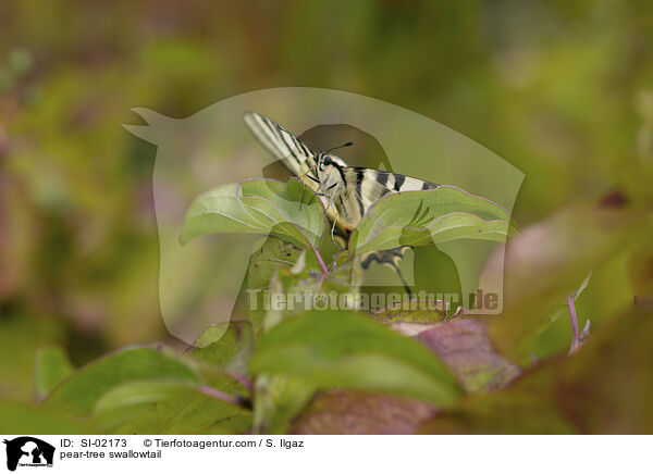 Segelfalter / pear-tree swallowtail / SI-02173