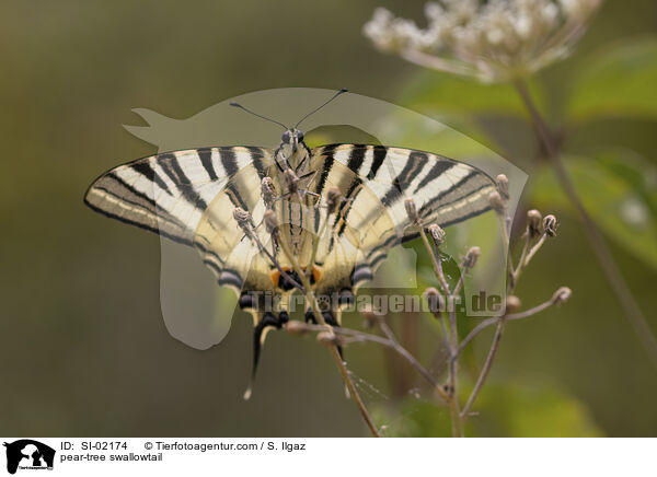 Segelfalter / pear-tree swallowtail / SI-02174