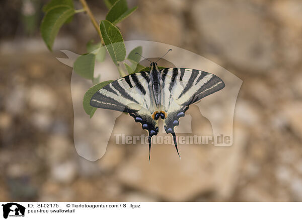 pear-tree swallowtail / SI-02175