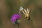 sail swallowtail