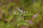 pear-tree swallowtail