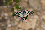pear-tree swallowtail
