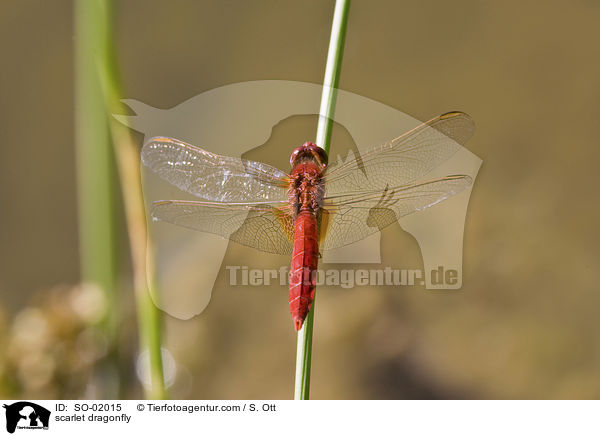 scarlet dragonfly / SO-02015