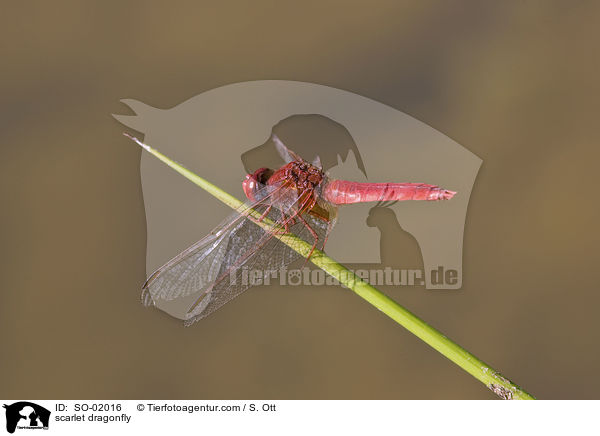 scarlet dragonfly / SO-02016