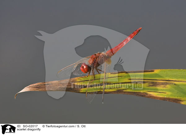 Feuerlibelle / scarlet dragonfly / SO-02017