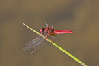 scarlet dragonfly