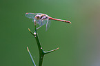 scarlet dragonfly