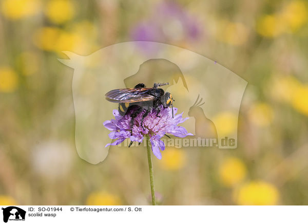 Borstige Dolchwespe / scoliid wasp / SO-01944