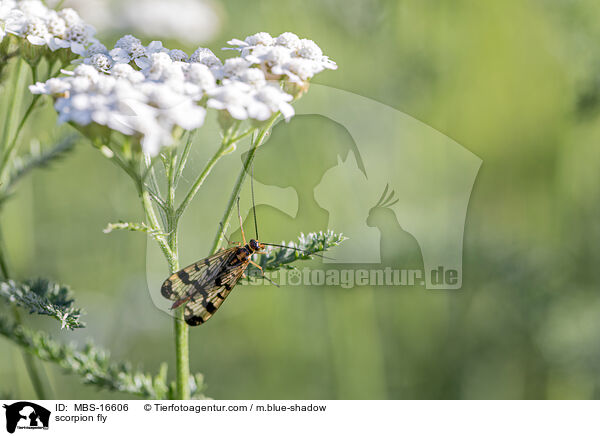 scorpion fly / MBS-16606