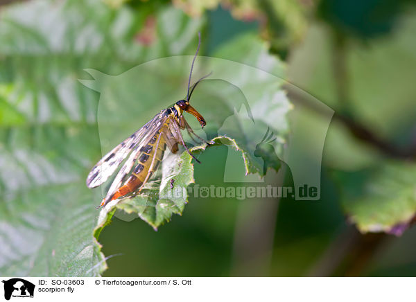 Skorpionsfliege / scorpion fly / SO-03603