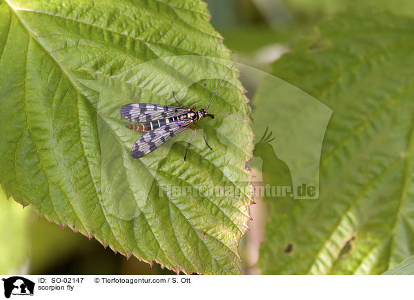 Skorpionsfliegen / scorpion fly / SO-02147